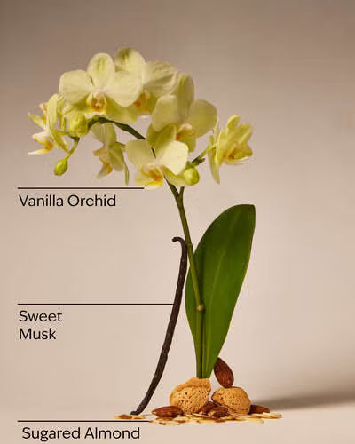 Gel Antibacterial - Cozy Vanilla Almond