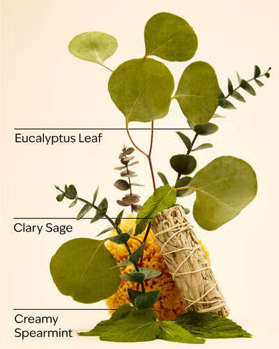 Body Scrub - Eucalyptus Spearmint